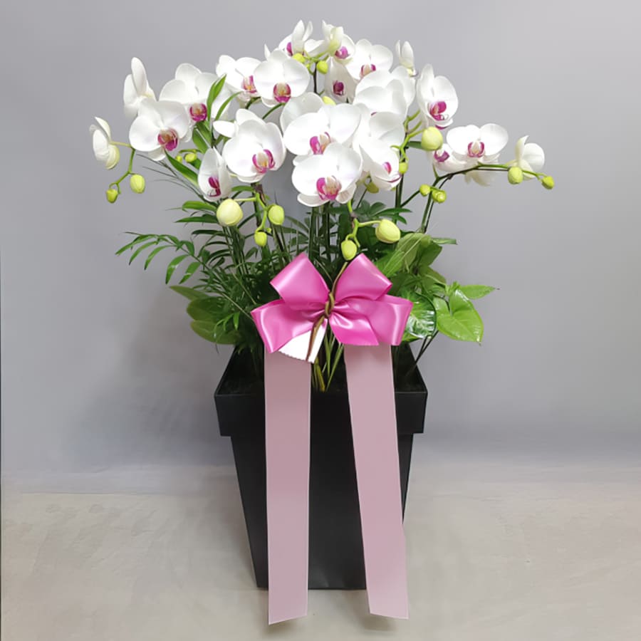preface chain Alabama Send flowers to korea - KOREA FLOWER MALL(한국 꽃배달) - Flower delivery to  korea, VISA, MASTER, AMEX, JCB, PAYPAL, Local florist in korea