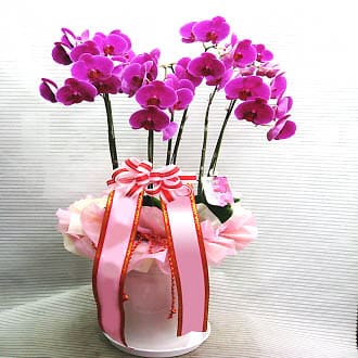 preface chain Alabama Send flowers to korea - KOREA FLOWER MALL(한국 꽃배달) - Flower delivery to  korea, VISA, MASTER, AMEX, JCB, PAYPAL, Local florist in korea